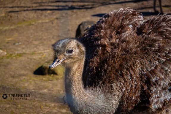 Stuisvogel in Blijdorp